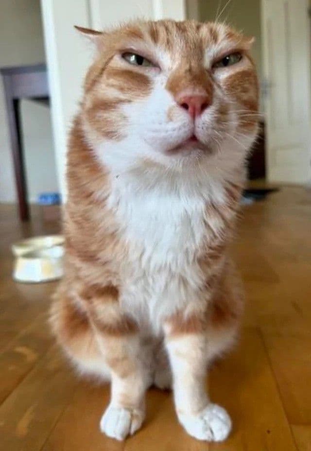 DouDou/Oye Cat