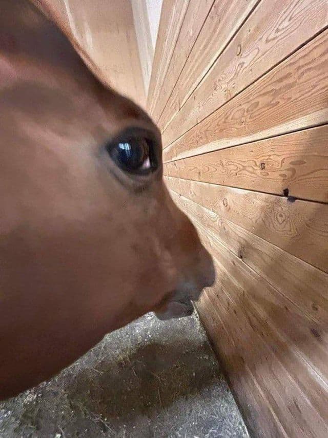 Side Eye Horse